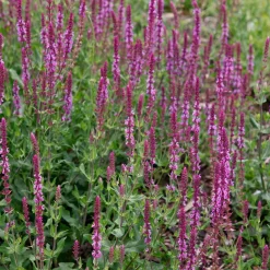 Stäppsalvia Amethyst