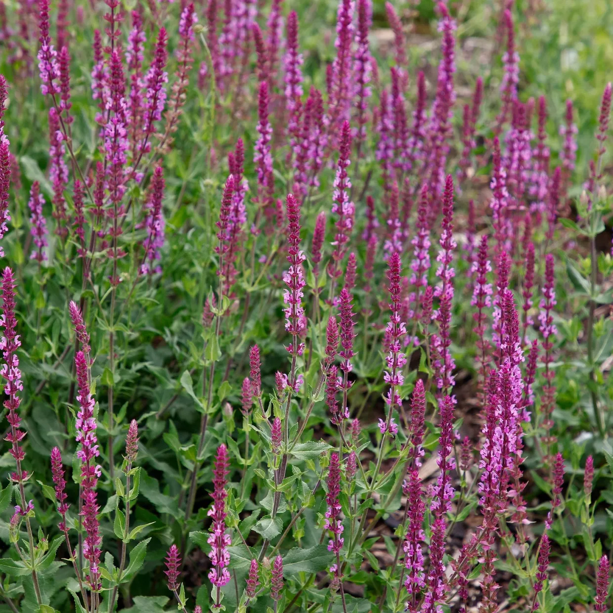 Stäppsalvia Amethyst