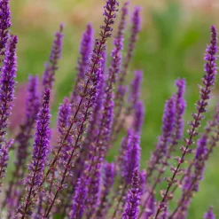 Stäppsalvia Amethyst
