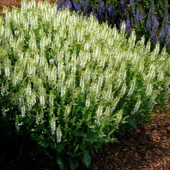 Stäppsalvia Schneehügel