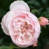 Strawberry Hill