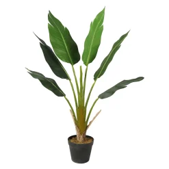 Strelitzia Tree