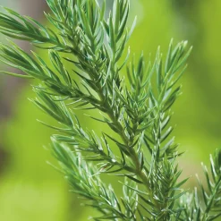 Stricta