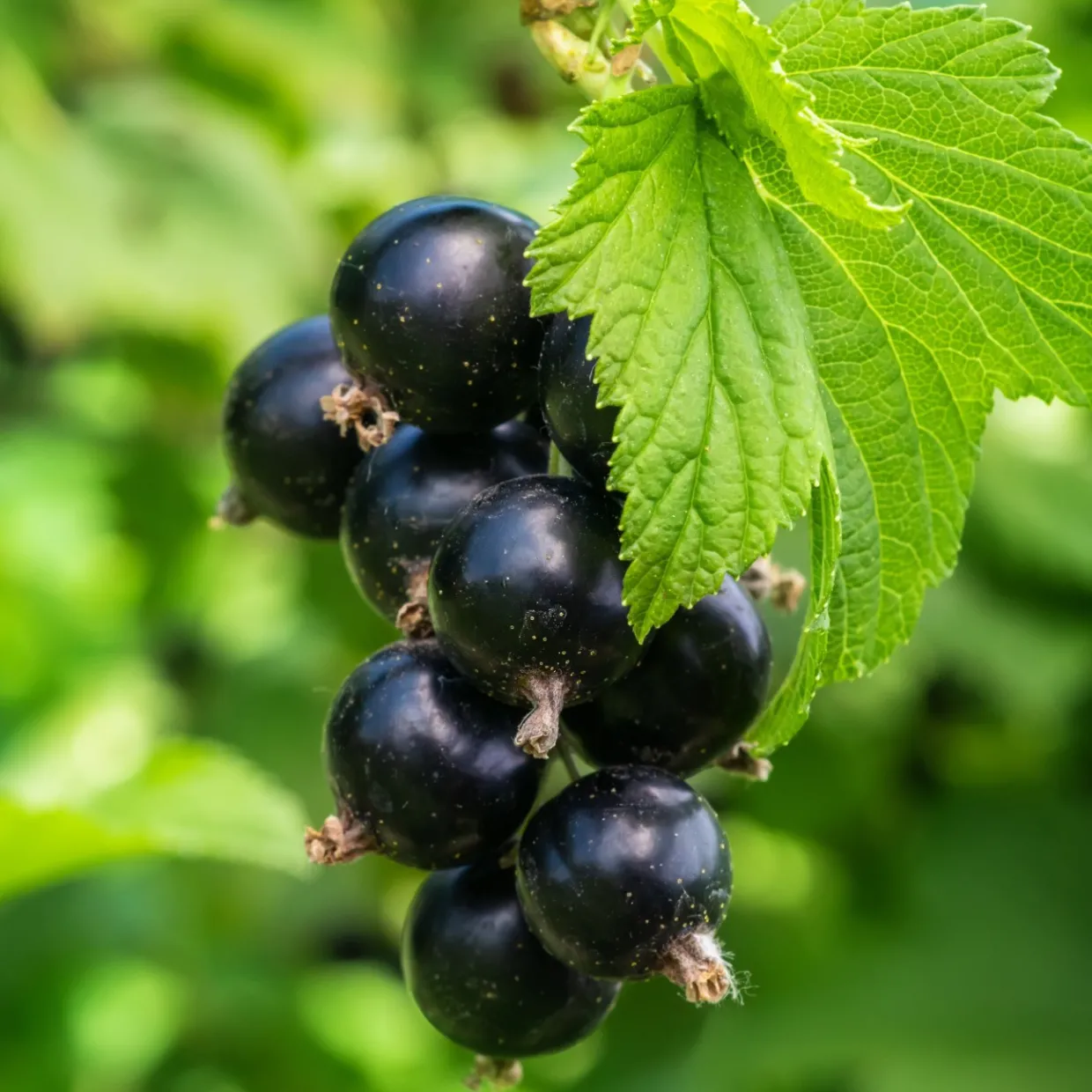 Svart Vinbär Ribes Nigrum Öjebyn E