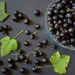 Svart Vinbär Ribes Nigrum Öjebyn E