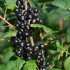 Svart Vinbär Ribes Nigrum Öjebyn E