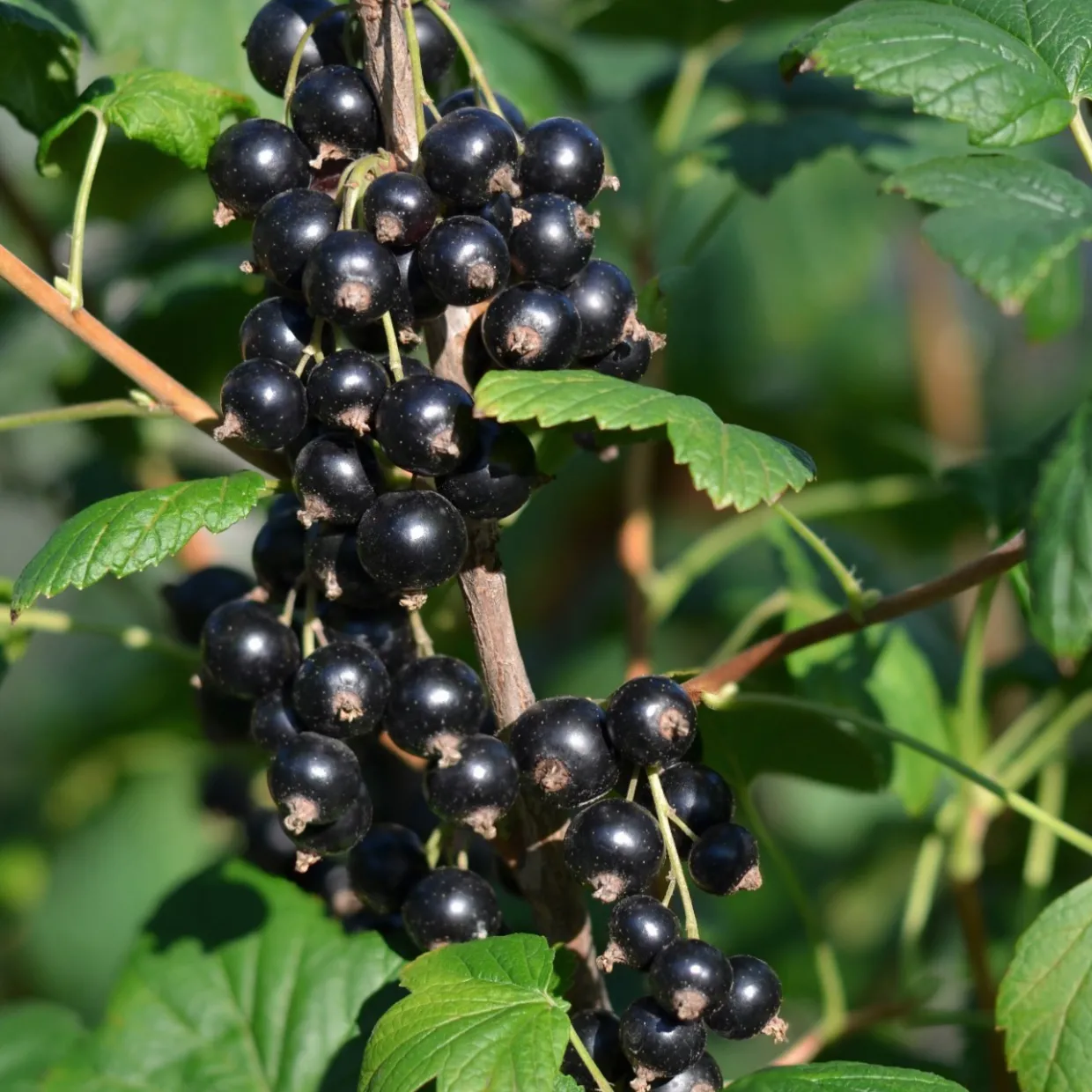 Svart Vinbär Ribes Nigrum Öjebyn E