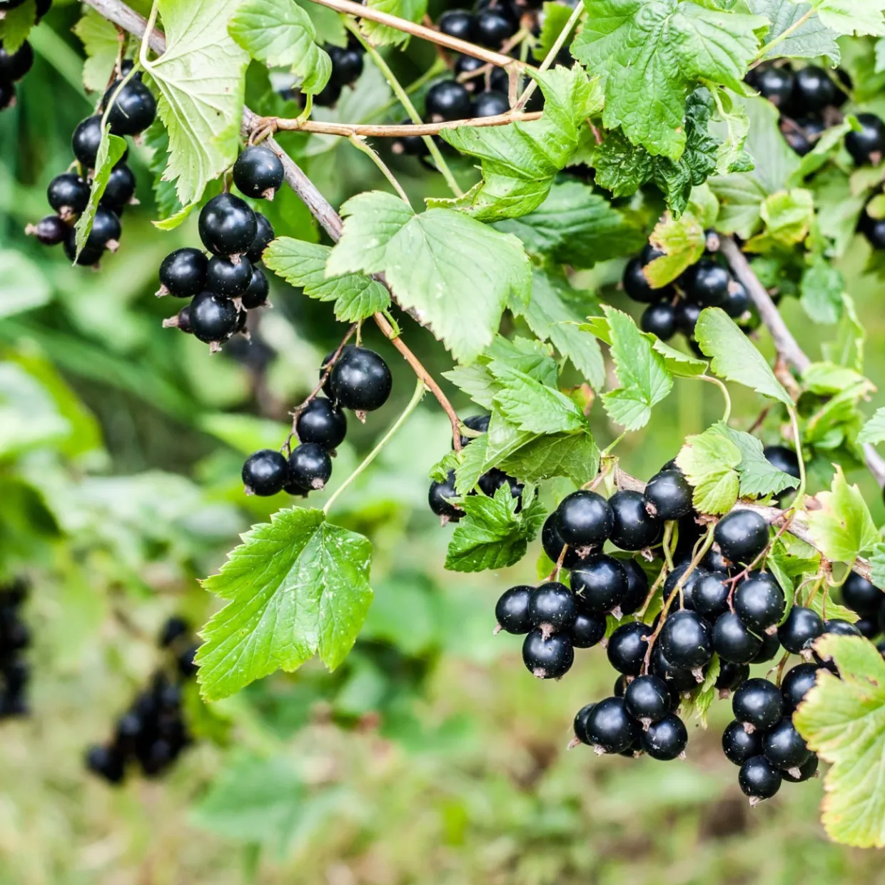 Svart Vinbär Ribes Nigrum Öjebyn E