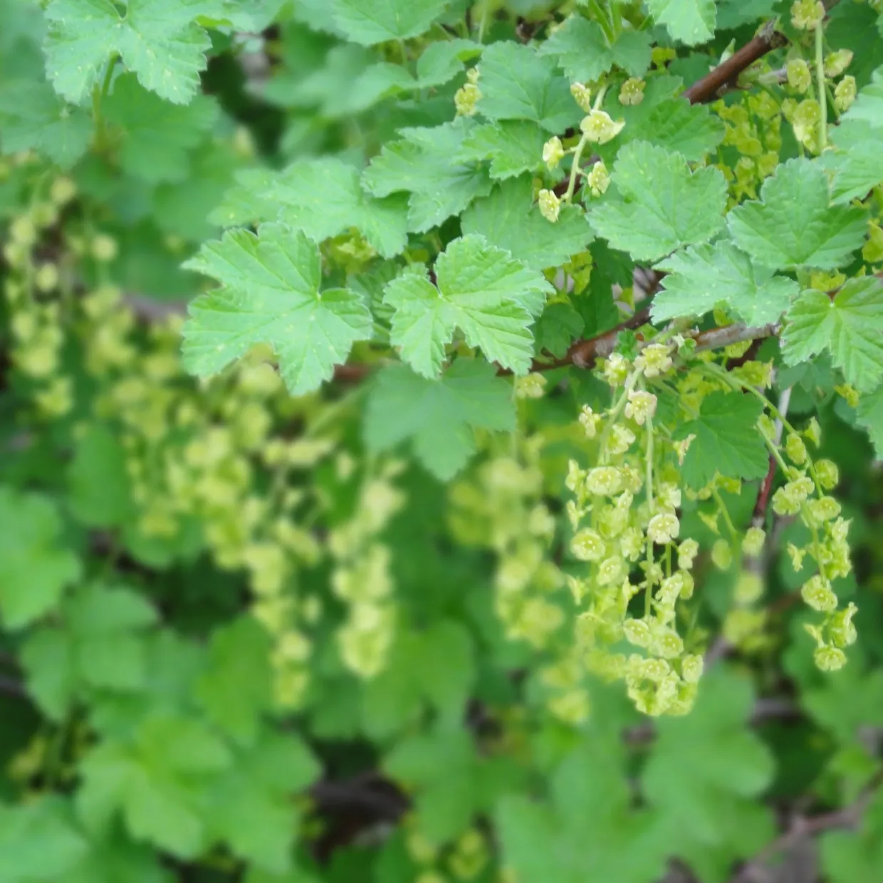 Svart Vinbär Ribes Nigrum Öjebyn E
