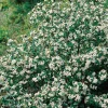 Svartaronia