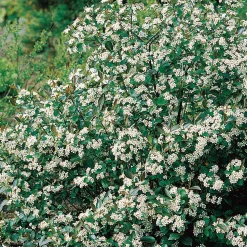Svartaronia