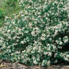 Svartaronia Aronia Mel Hugin 20-40 cm