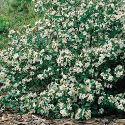 Svartaronia Aronia Mel Hugin 20-40 cm