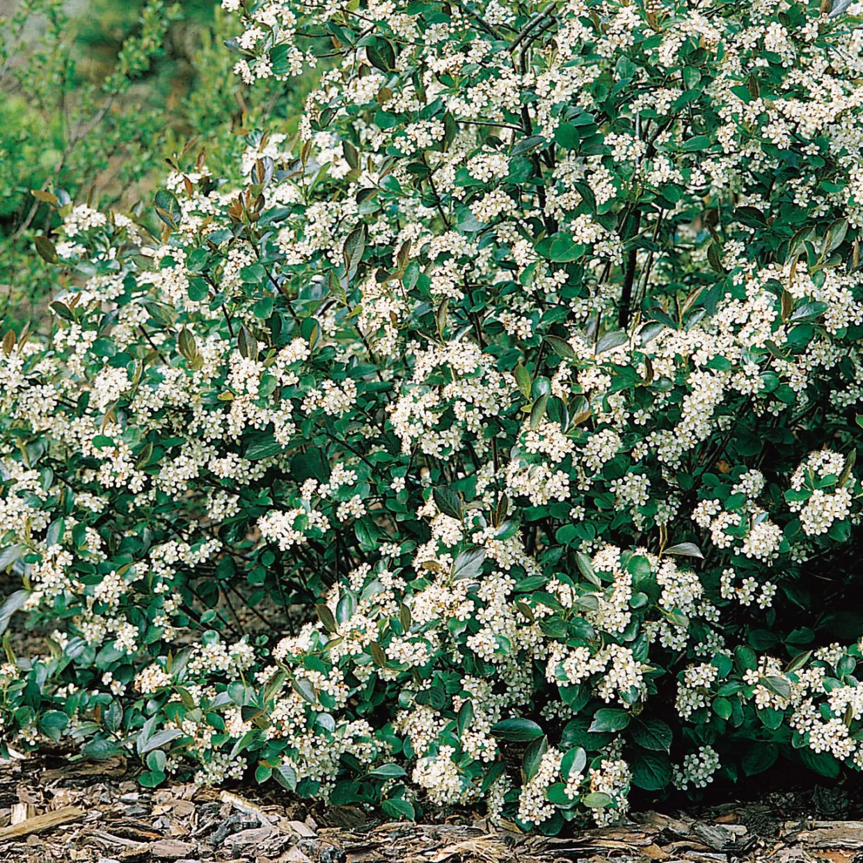 Svartaronia Aronia Mel Hugin 20-40 cm