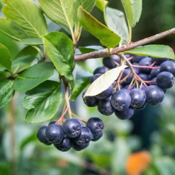 Svartaronia Aronia Mel Hugin 20-40 cm