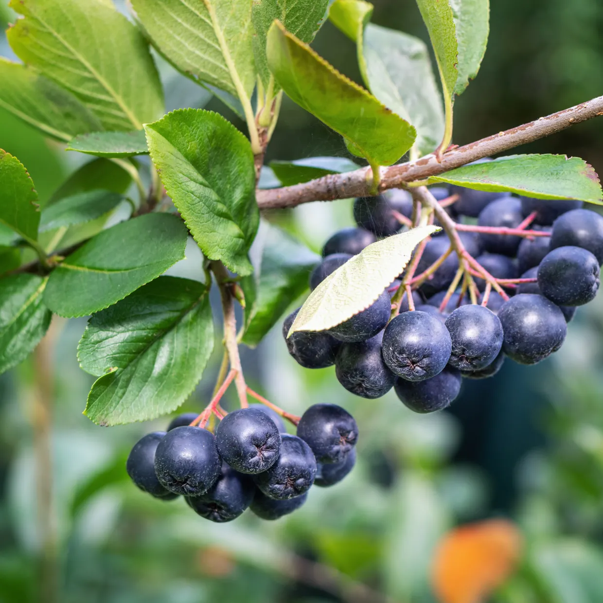 Svartaronia Aronia Mel Hugin 20-40 cm