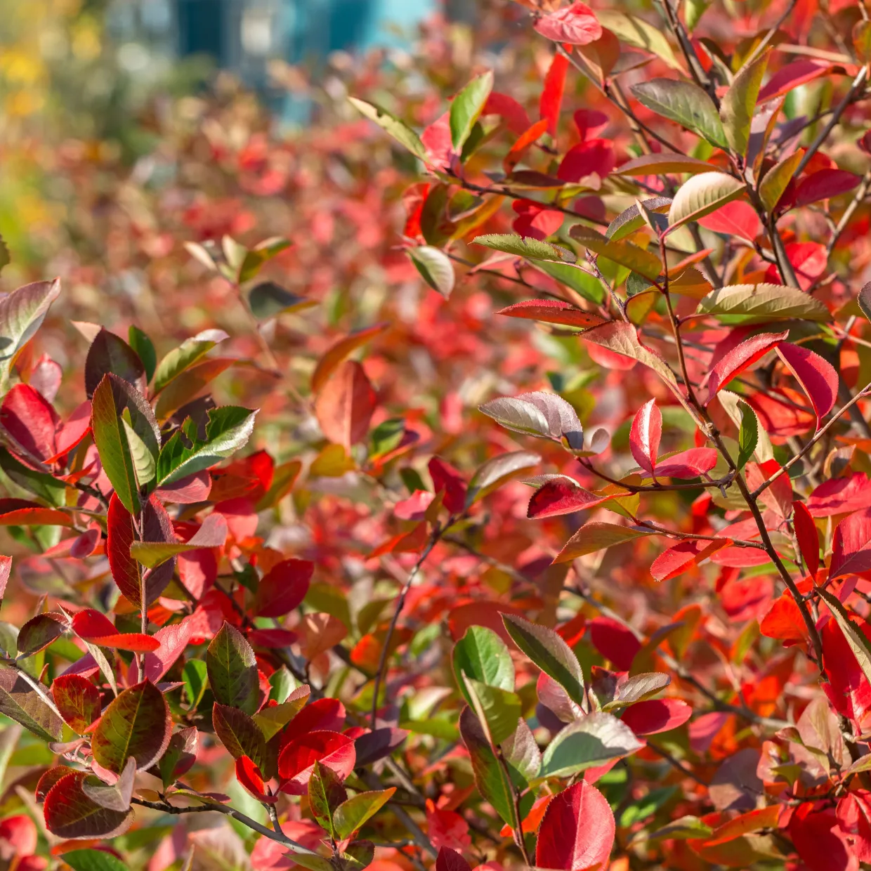 Svartaronia Aronia Mel Hugin 20-40 cm