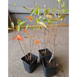 Svartaronia Aronia Mel Hugin 20-40 cm