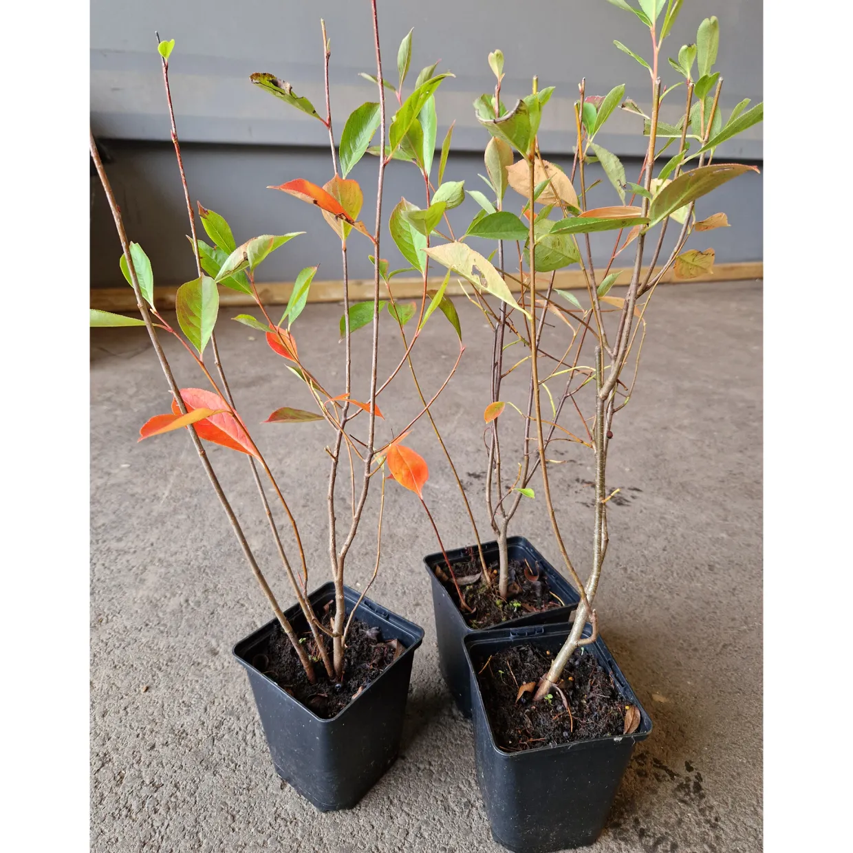 Svartaronia Aronia Mel Hugin 20-40 cm