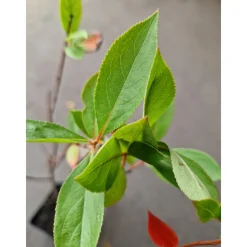 Svartaronia Aronia Mel Hugin 20-40 cm