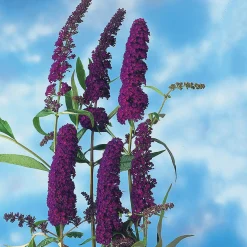 Syrénbuddleja Black Knight