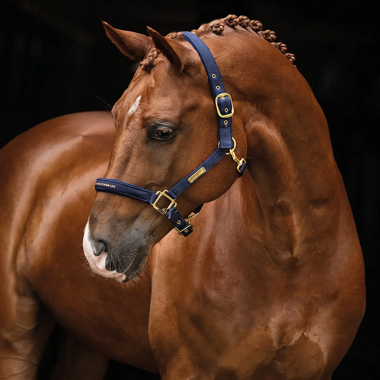 The Equestrian Life Cob