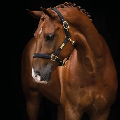 The Equestrian Life Ponny