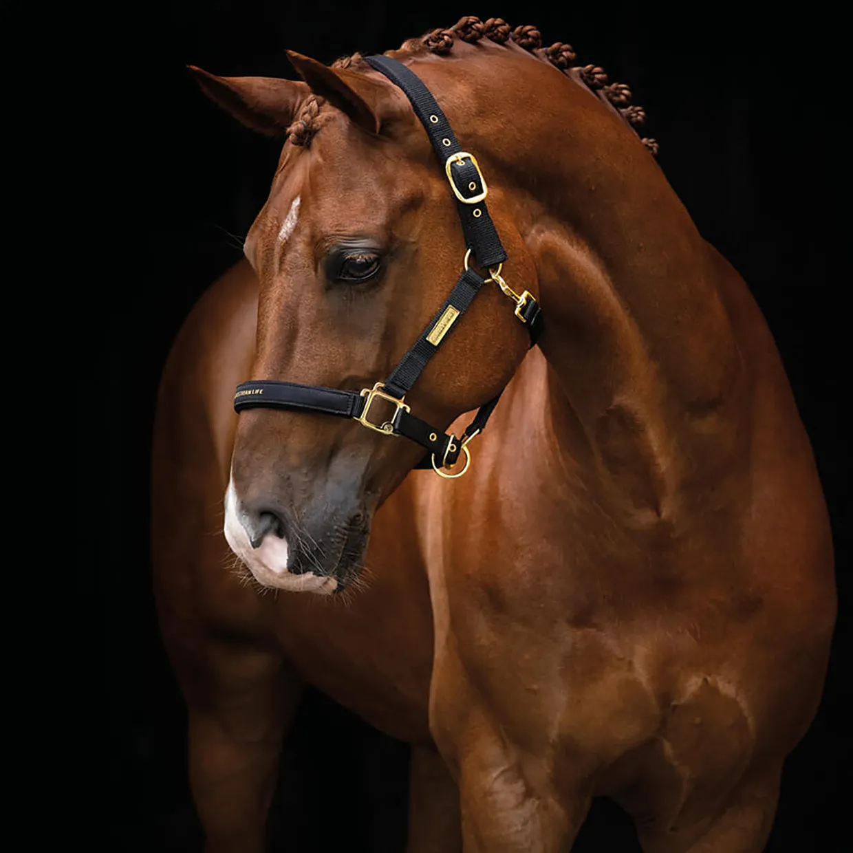 The Equestrian Life Ponny