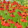 Trädgårdssolbrud Helenium Autumnale Gr. Moerheim Beauty