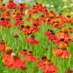 Trädgårdssolbrud Helenium Autumnale Gr. Moerheim Beauty