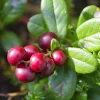 Vaccinium Vitis-Idaea Balsgård Sussi