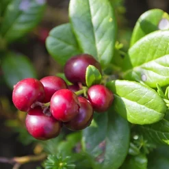 Vaccinium Vitis-Idaea Balsgård Sussi