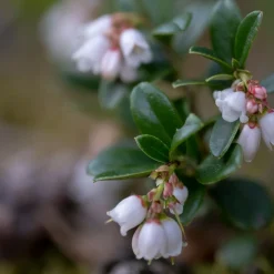 Vaccinium Vitis-Idaea Balsgård Sussi