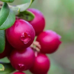 Vaccinium Vitis-Idaea Balsgård Ida