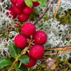 Vaccinium Vitis-Idaea Balsgård Ida