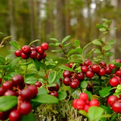 Vaccinium Vitis-Idaea Balsgård Ida