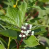 Videkornell Farba 20-40 cm