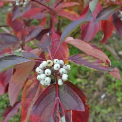 Videkornell Farba 20-40 cm