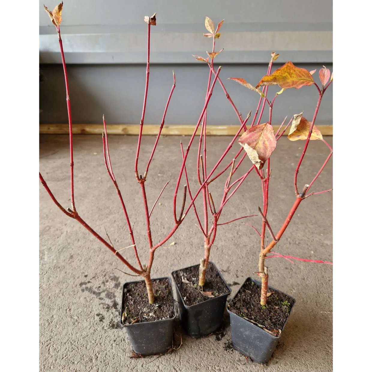 Videkornell Farba 20-40 cm