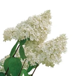 Vit Hortensia - Uppstammad Syrenhortensia, 80-100 cm