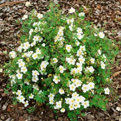 Vit Ölandstok 10-30cm Krukodlade