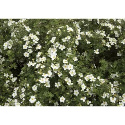 Vit Ölandstok 10-30cm Krukodlade