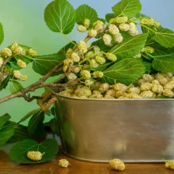 Vitt Mullbär Morus Alba Visborg