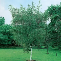 Vårtbjörk, Alléträd 300-400 cm för Trädgård & Utemiljö