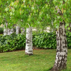 Vårtbjörk, Alléträd 300-400 cm för Trädgård & Utemiljö