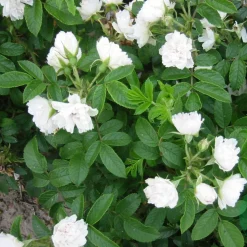 White Grootendorst