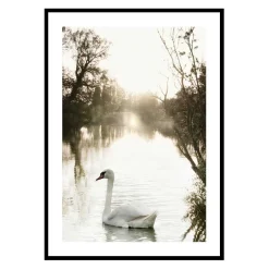 White Swan