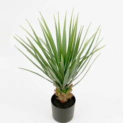 Yucca